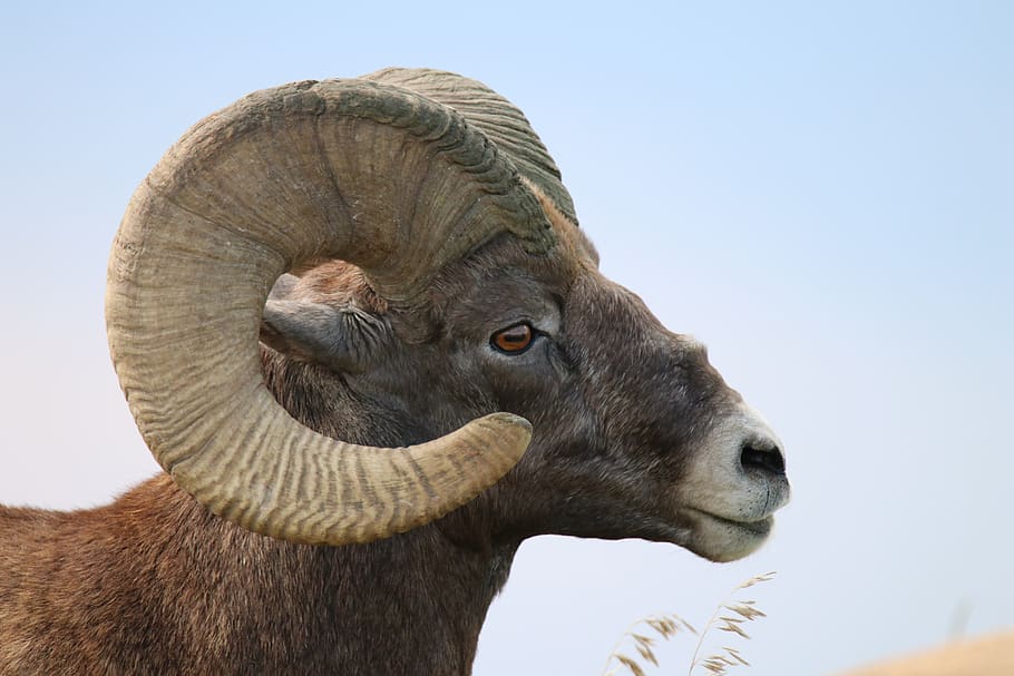 Photo shows a ram. Photo credit: Pxfuel; Courtesy of Creative Commons