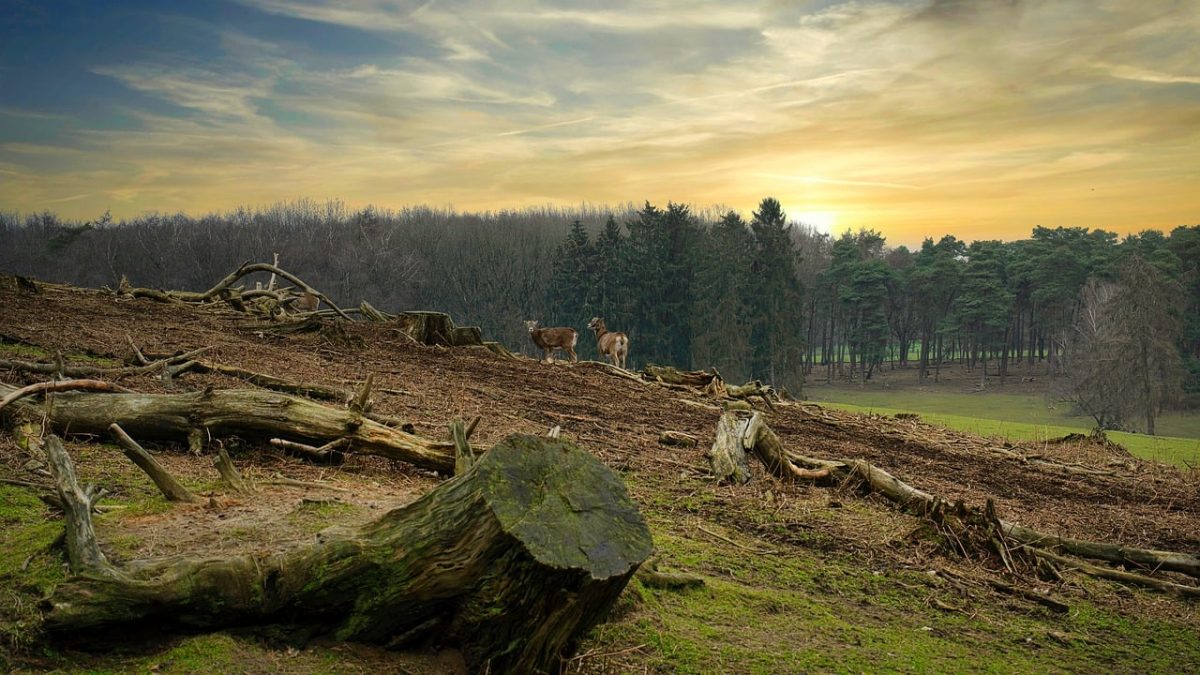 Photo shows cut down trees. Photo courtesy of Bernhard_Schuermann on Pixabay.