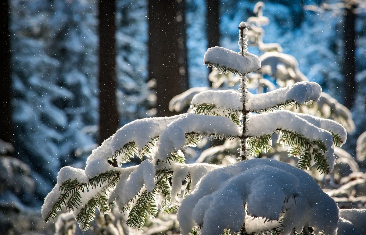 Photo shows snow covered fir tree. Photo courtesy of Franz26 on Pixabay